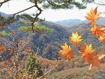 购买米非司酮片打胎药微信投票通过 马斯克的星舰基地成了一座“真正的”城镇